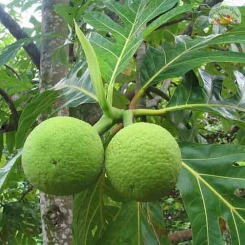 Kada Chakka Cheema Chakka My Online Vipani