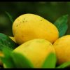 Banganapalle mango