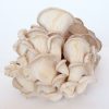 Oyster Mushrooms