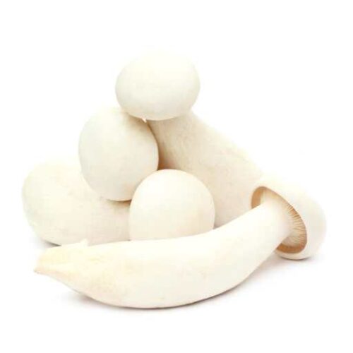 Milky Mushroom