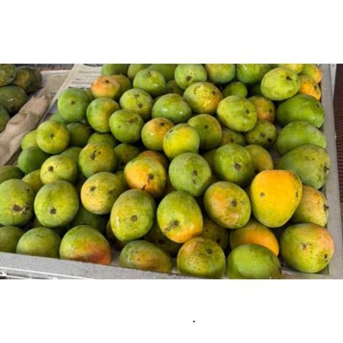 alphonsa mango
