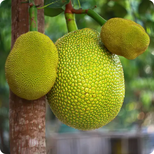 Fresh Fruits